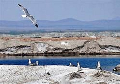 نبض تالاب&zwnj;های لرستان به دور از آنفلوانزای فوق حاد پرندگان مهاجر می زند