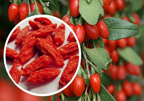 الماس سرخ؛ قوی&zwnj;ترین میوه جهان