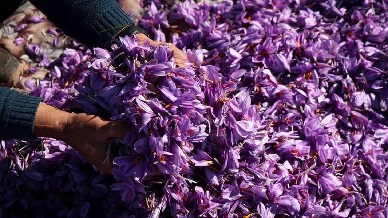 پرداخت ۷۹ درصد مطالبات زعفران‌کاران در خراسان رضوی