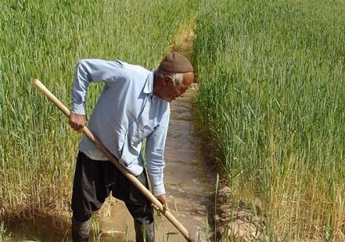 بازار حلقه&zwnj;ای که میتواند مفقود نباشد/ وقتی کشاورزی قراردادی به کمک تولید کننده می&zwnj;آید
