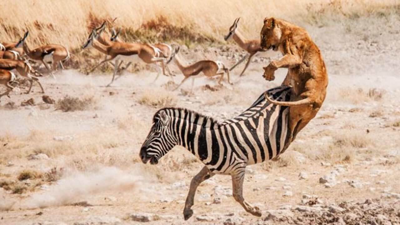 پیروزی قدرتمند گورخر مقابل شیر + فیلم