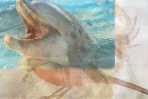 حیوانات چه چیزی راجع به ویژگی&zwnj;های شما می&zwnj;گویند؟