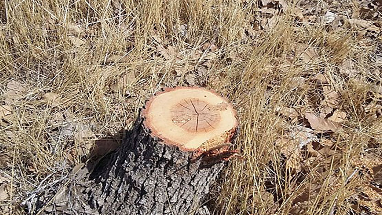قطع درختان در روستای کهشور + تصاویر
