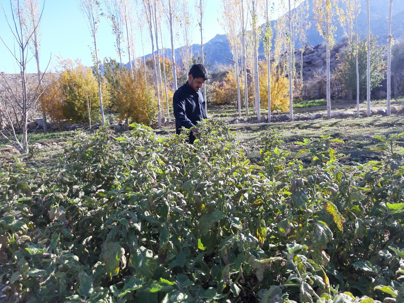 روستای بدون مهاجرت!/ مردمی کارآفرین در ریگان