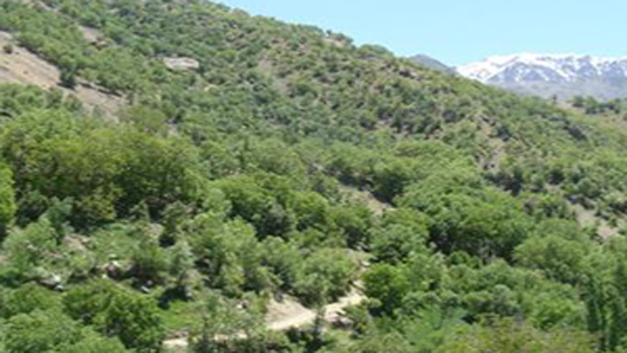 اجرای طرح جنگلانه در لارستان