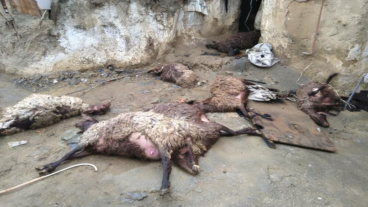 تلف شدن ۱۴ رأس دام در روستای «هودرج» اسدآباد با گاز مونوکسید کربن