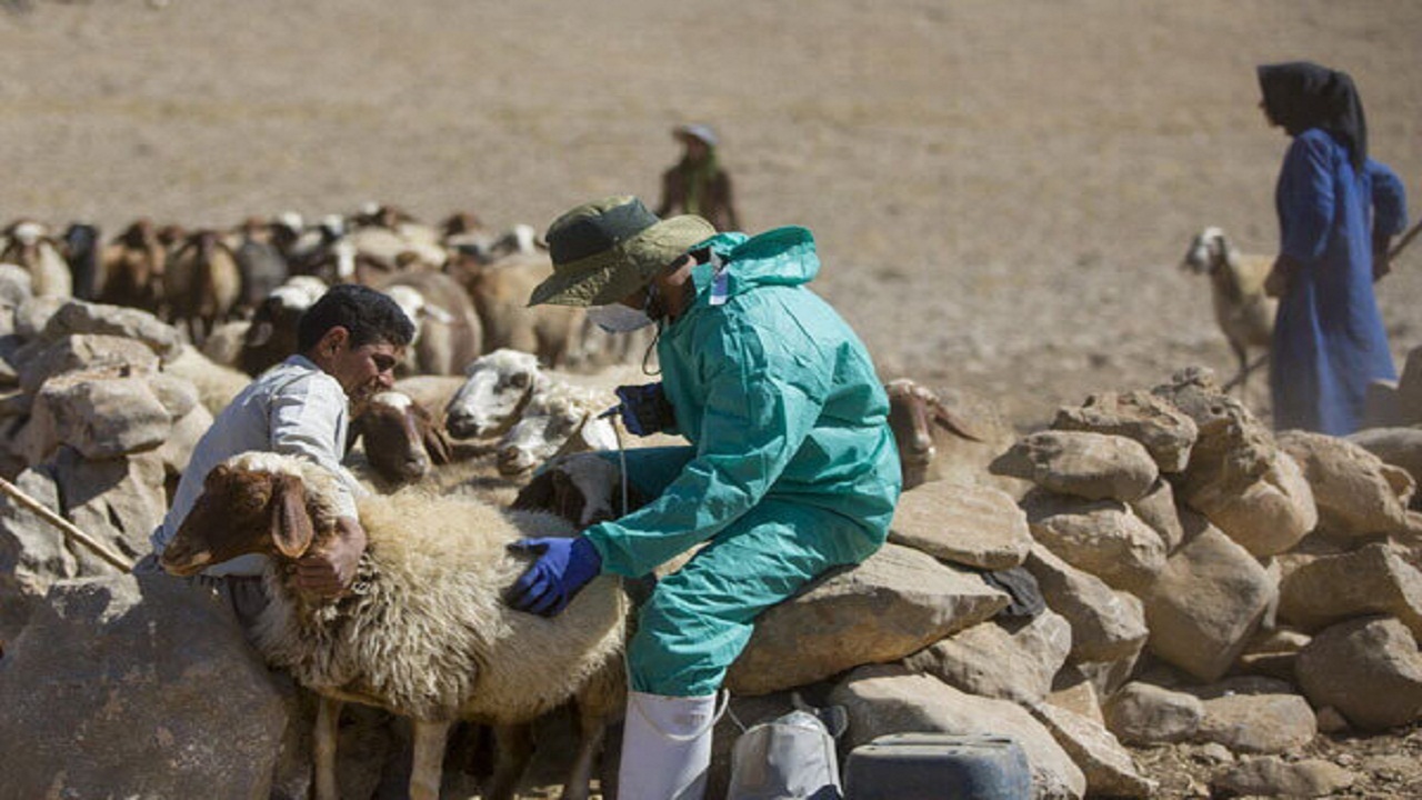 بهره مندی مناطق کمتر برخودار بهمئی از خدمات دامپزشکی