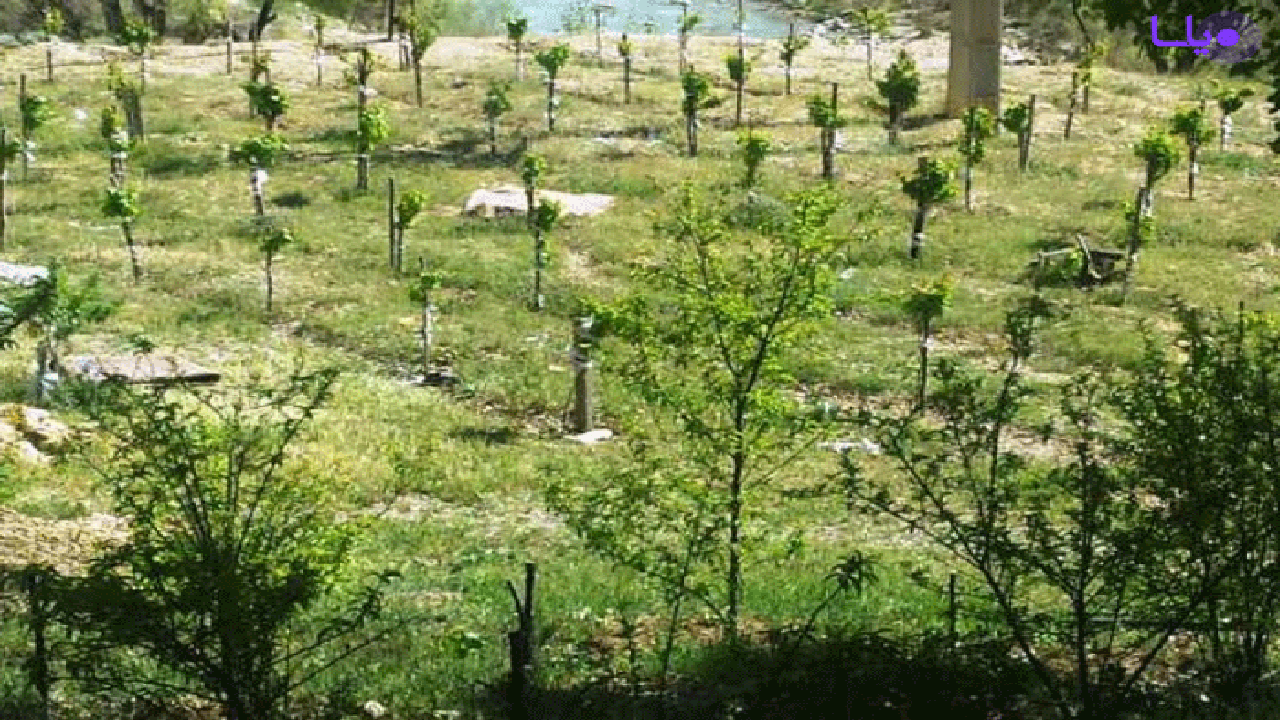 کاشت نهال در عرصه های طبیعی آباده