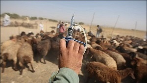 کشف ۵۰۰ ویال واکسن تقلبی آنتروتوکسمی