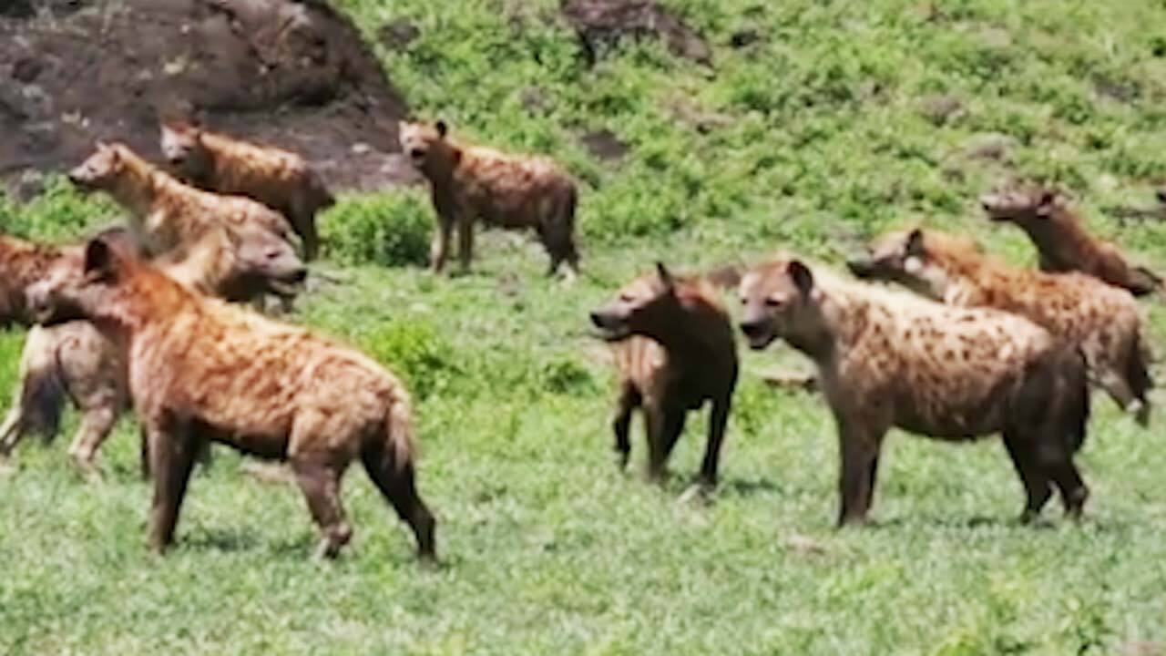 وحشت گله کفتارها از یک شیر نر + فیلم