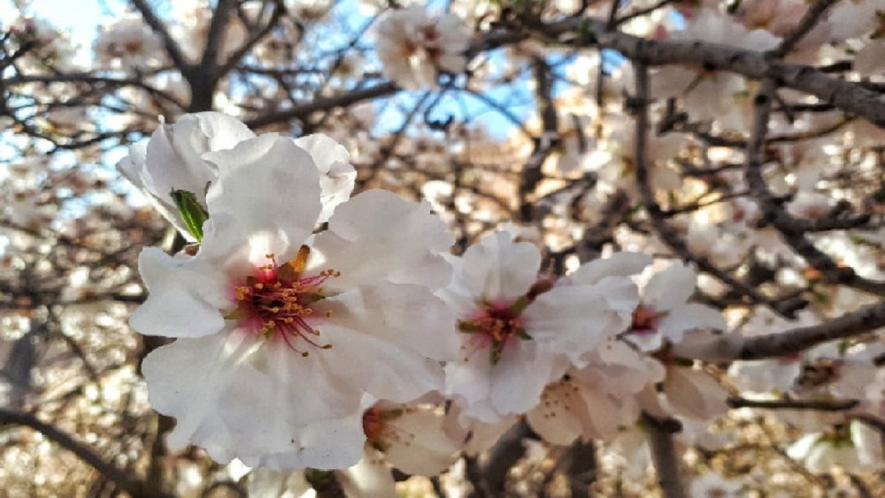 بهار در زمستانِ روستای قطرم بافق