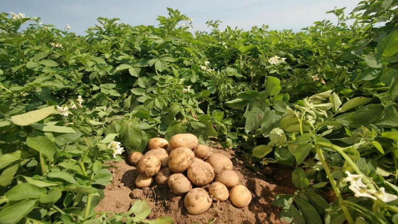 ۴۴ سردخانه برای نگهداری سیب زمینی شهرستان بهار/ ۳۸ سردخانه در دست ساخت