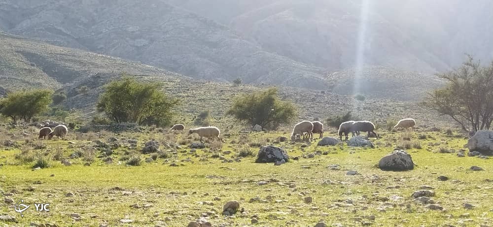 طبیعت روستای گلستان در کازرون 