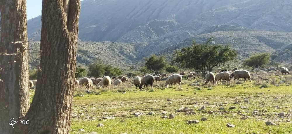  روستای گلستان در کازرون 