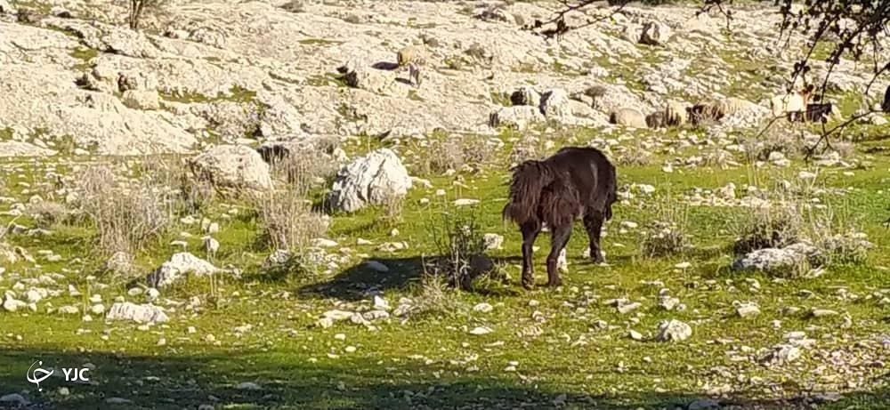 روستای کاسکان در کازرون