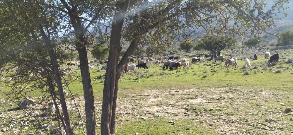 چرای گوسفندان در طبیعت زیبای روستای کاسکان 