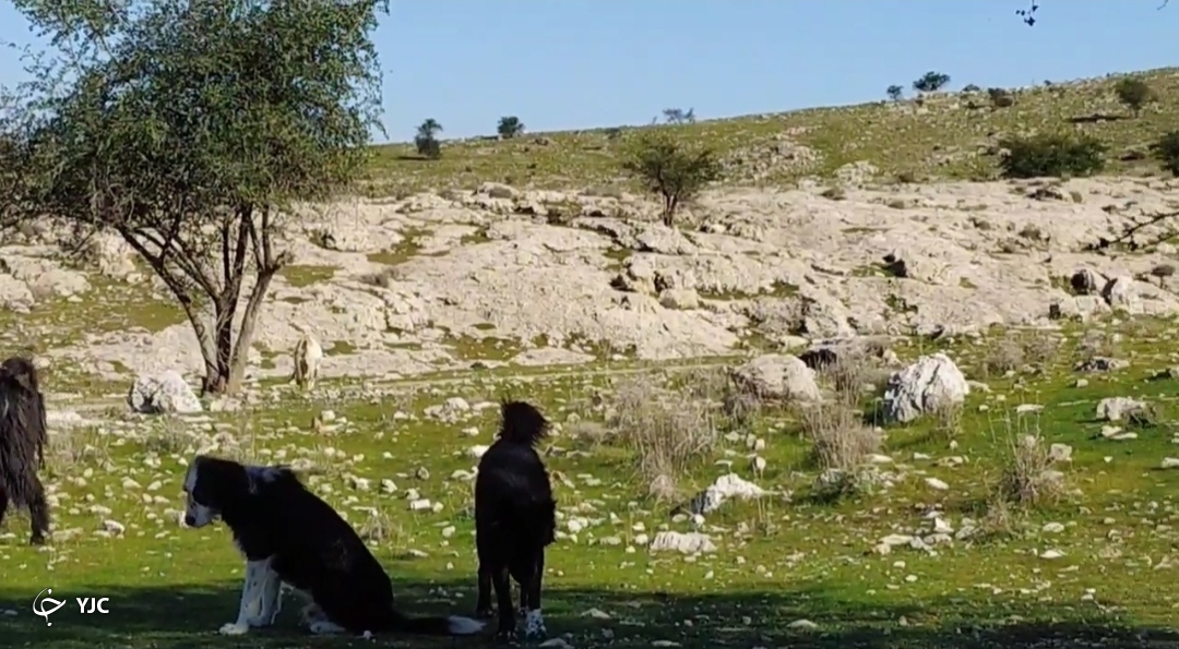 سگ های گله گوسفندان
