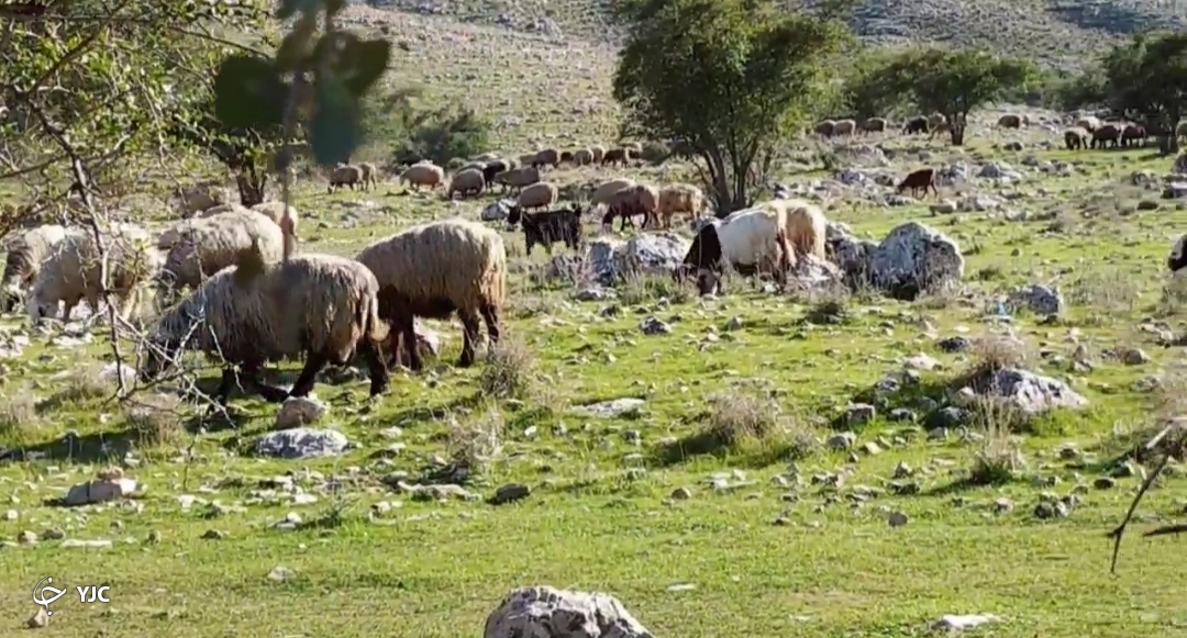 چرای گوسفندان در کوه کاسکان