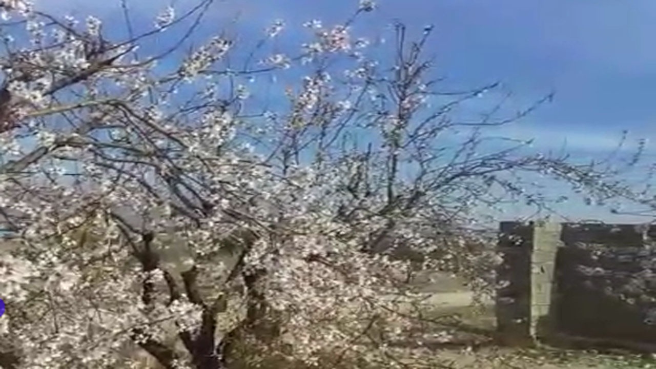 بهار در زمستان با شکوفه‌های بادام + فیلم