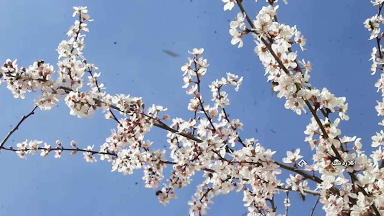 عجله بهار برای رسیدن به کلاردشت + فیلم