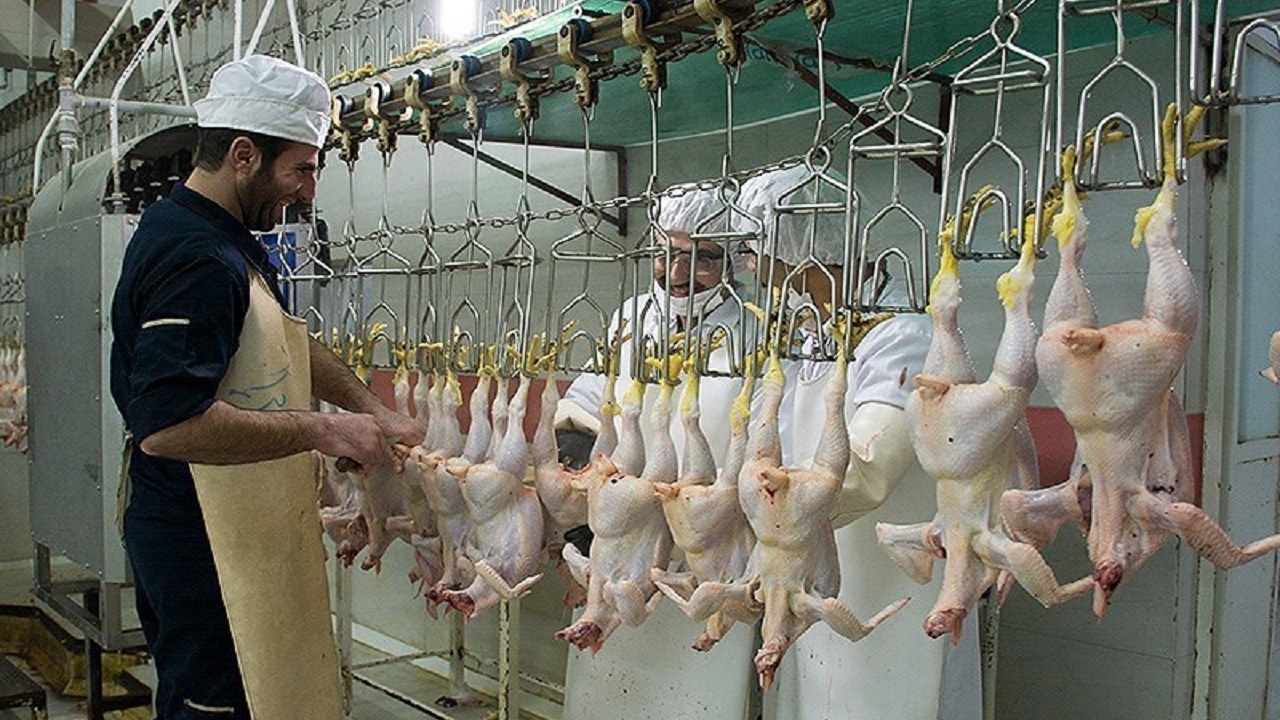 بر کشتارگاه‌های طیور استان همدان نظارت می شود