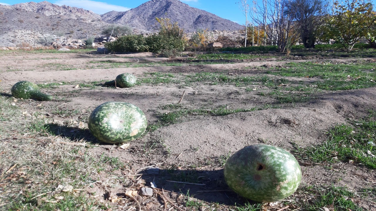 روستای بدون مهاجرت!/ مردمی کارآفرین در ریگان
