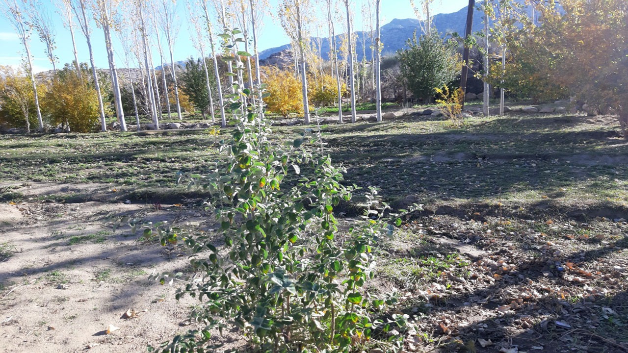 روستای بدون مهاجرت!/ مردمی کارآفرین در ریگان