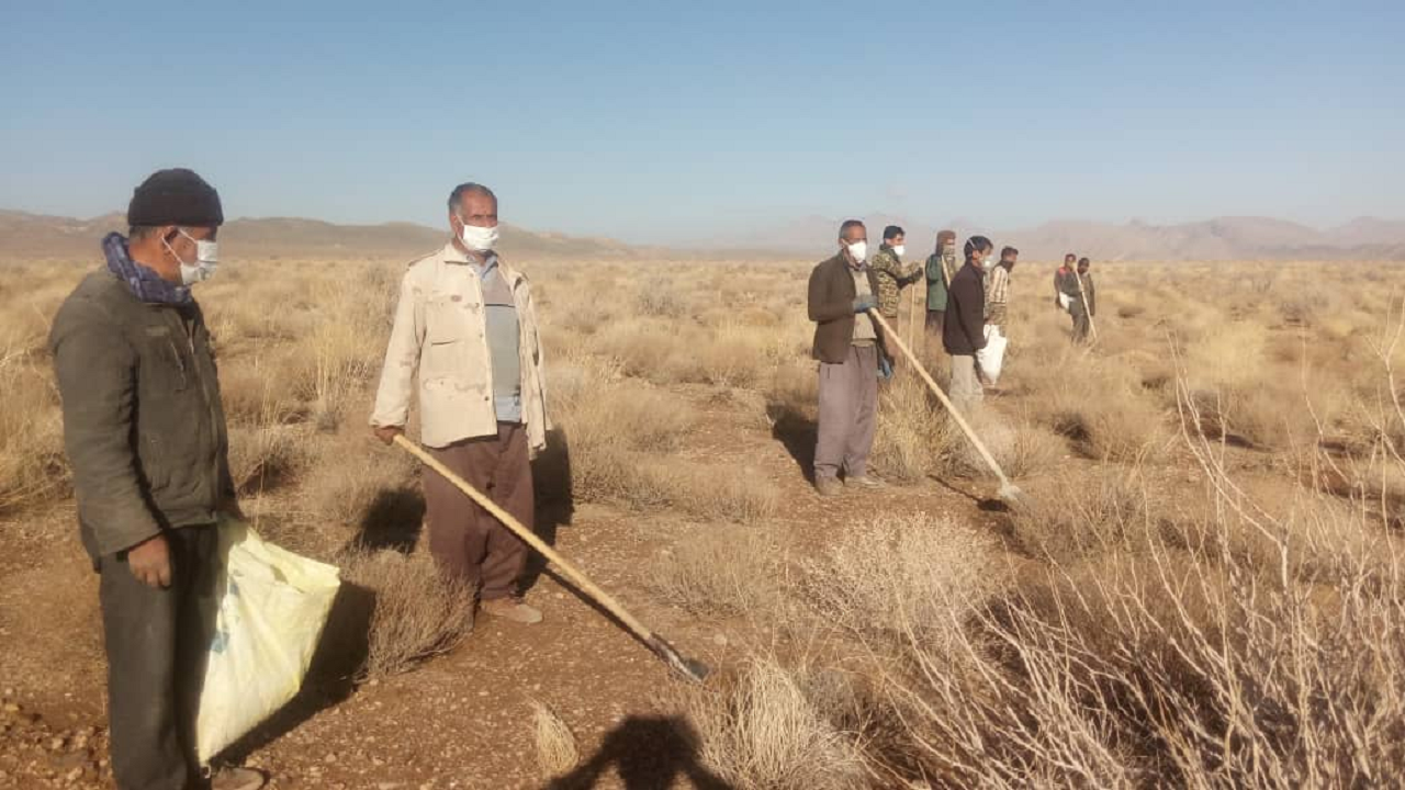 کشت آنغوزه در روستای ولیعصر کندر شهرستان خاتم