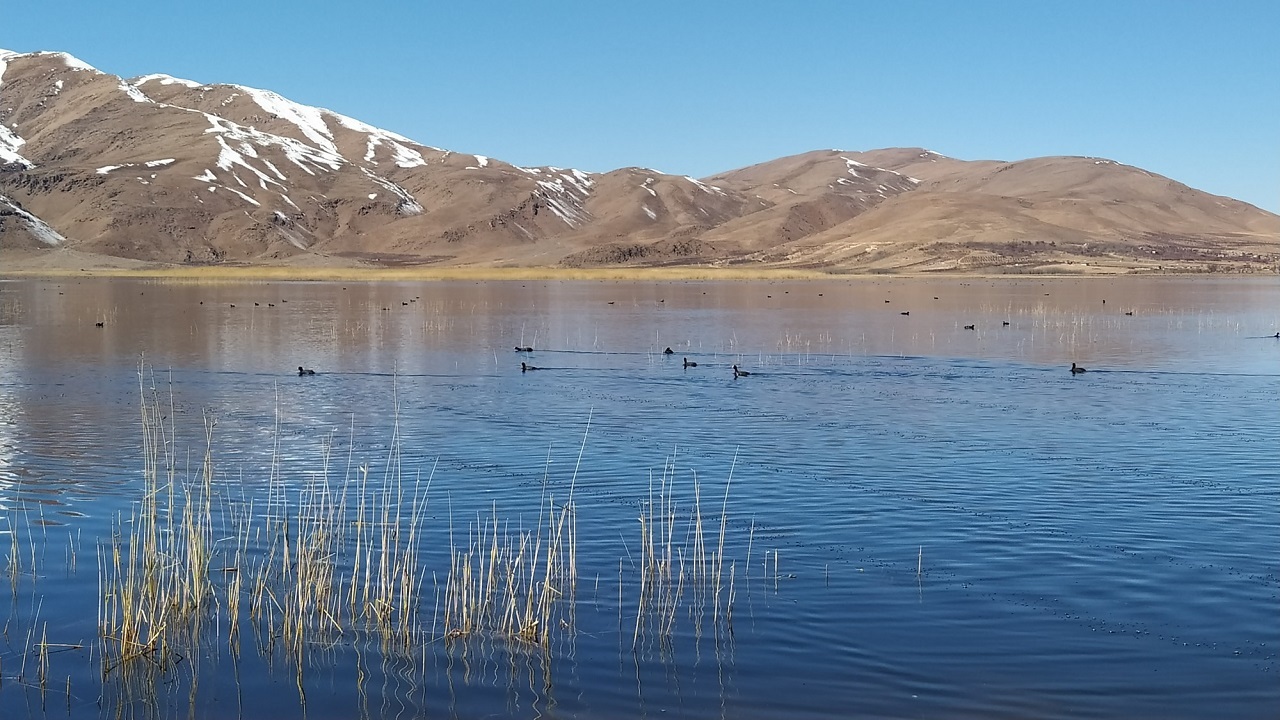 تالاب و آسمان آبی گندمان بهشتی برای پرندگان مهاجر/ نقاشی خدا بر بوم بام ایران + تصاویر