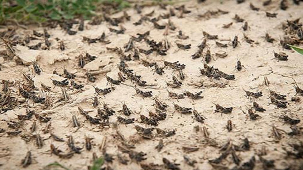 احتمال هجوم ملخ های صحرایی به سیستان و بلوچستان