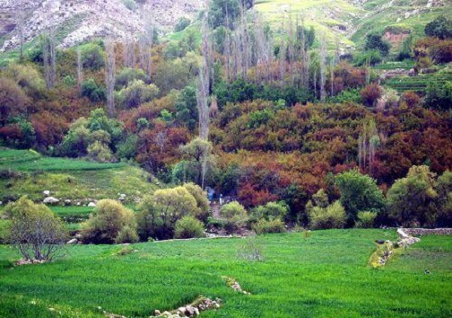 قلب سبز روستای رپی را با جاده سازی به غارت نبرید/ سبزی جنگل&zwnj;های رپی با احداث جاده رنگ می&zwnj;بازد/