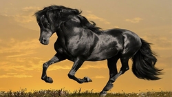 فیل کلاهبرداری که از رفتار خود پشیمان شد + فیلم