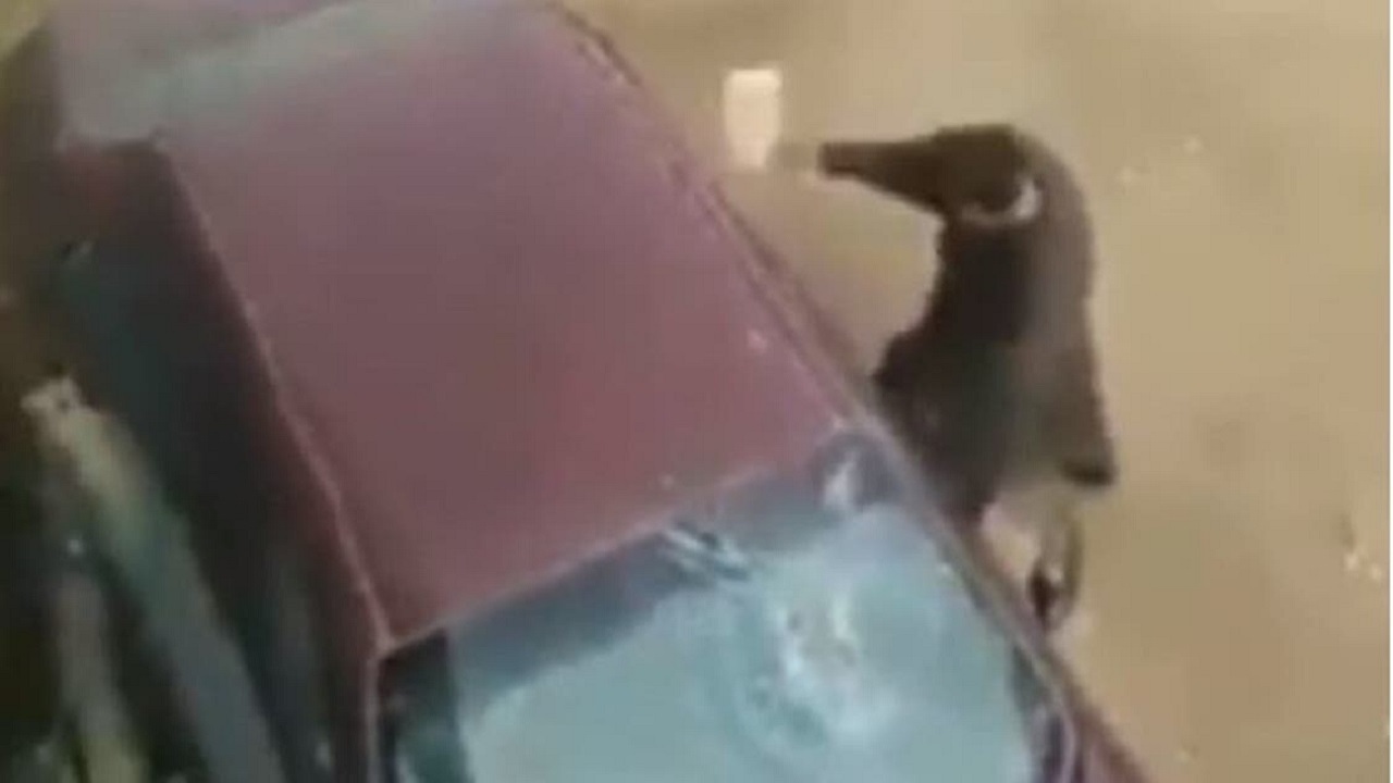 تلافی عجیب مرد روستایی بعد از امتناع پزشک از معاینه همسرش!