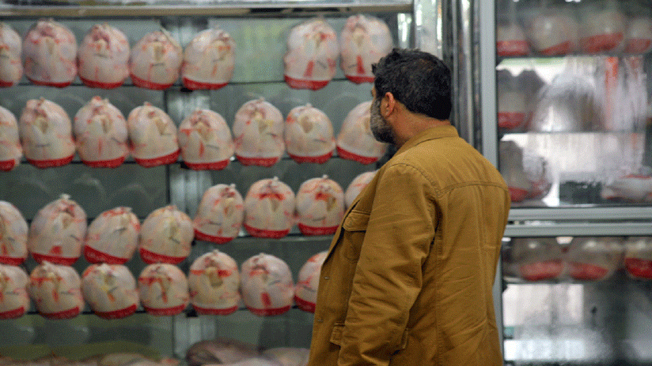 نظارت بهینه بر بازار مرغ کشتار روز، نیازمند تامین مرغ است