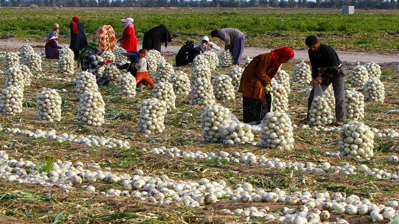 پیاز جنوب کرمان، صادر می شود