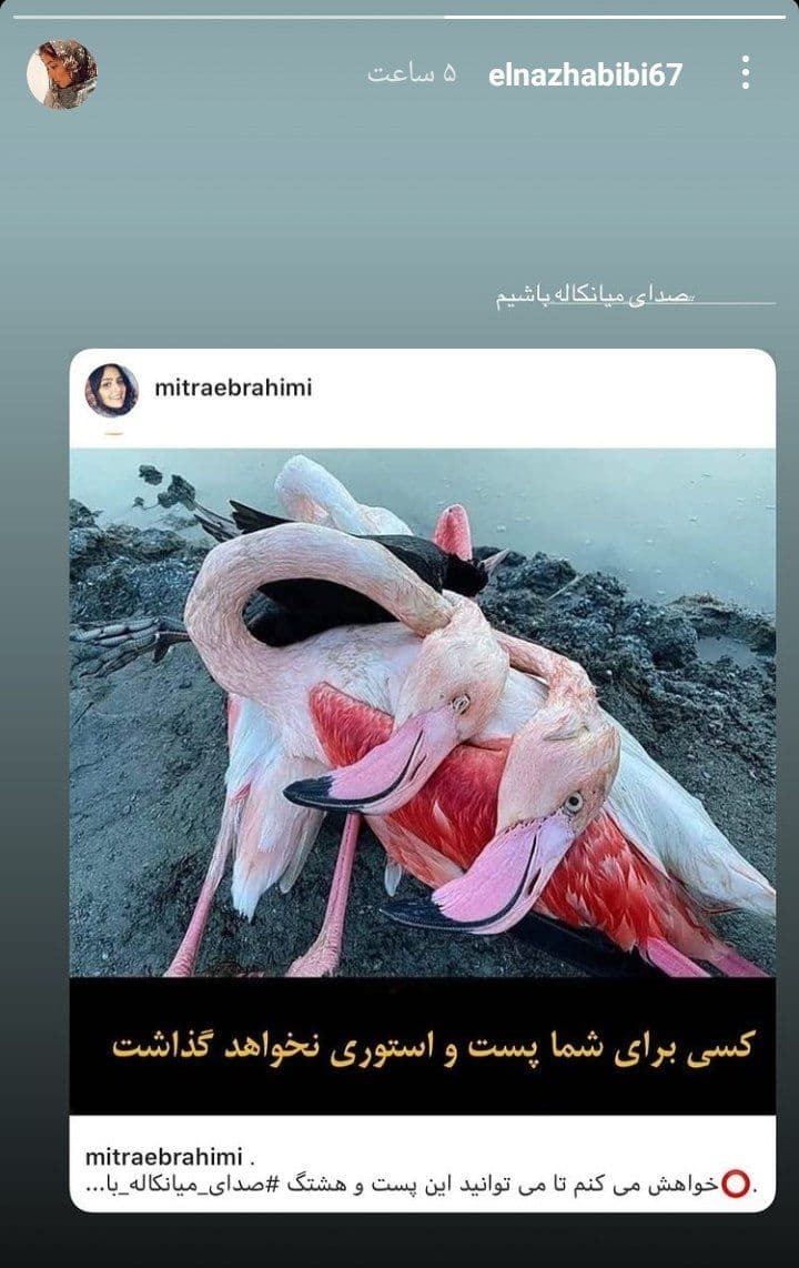 رسیدگی به پرندگان میانکاله