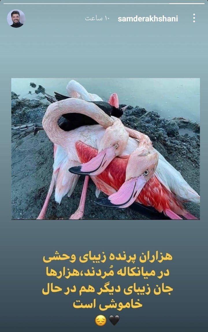 رسیدگی به پرندگان میانکاله