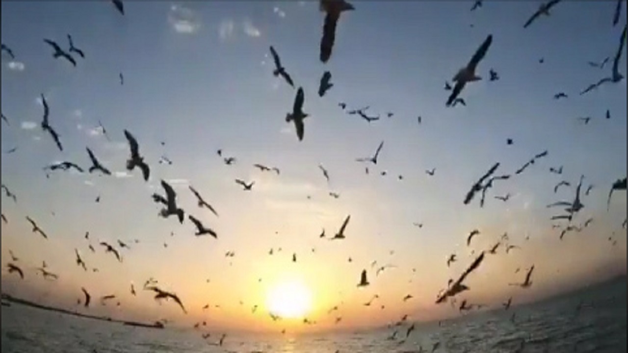 مانور زیبا و منظم لشکر پرندگان در بندر بوشهر + فیلم