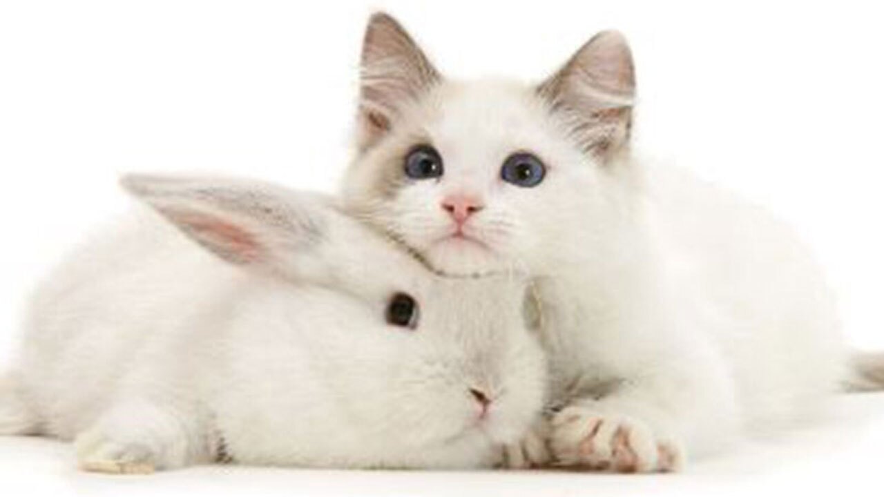 نجات یک گربه از قفس توسط خرگوش + فیلم