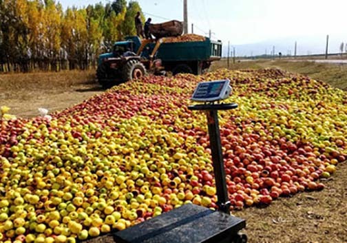 افول پادشاهی سیب در باغ های استان های غرب کشور/ سیبهای که بجای فروش در بازار شب عید ضایعاتی میشوند افول پادشاهی سیب در باغ های استان های غرب کشور/ سیبهای که بجای فروش در بازار شب عید ضایعاتی میشوند
