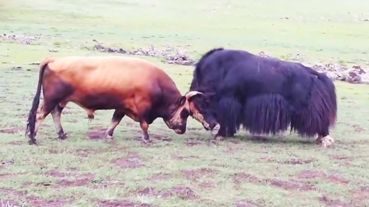 شاخ به شاخ شدن دو گاو وحشی و پرتاب یکی از آنها به دره! + فیلم