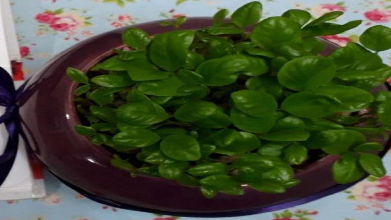 آموزش سبزه سفره هفت سین زیبا با کنجد سیاه