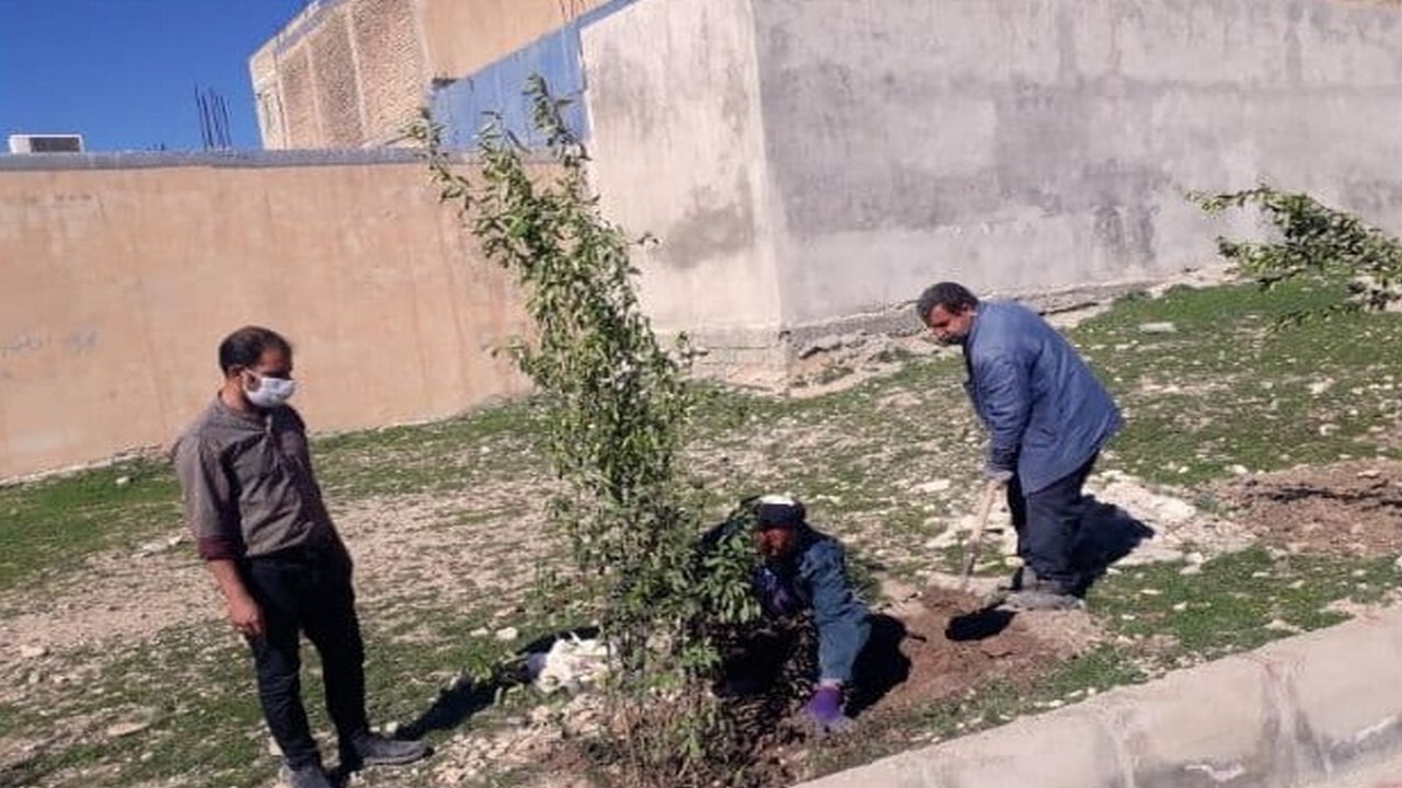 کاشت درختان مثمر در فضای سبز شهر آبدانان