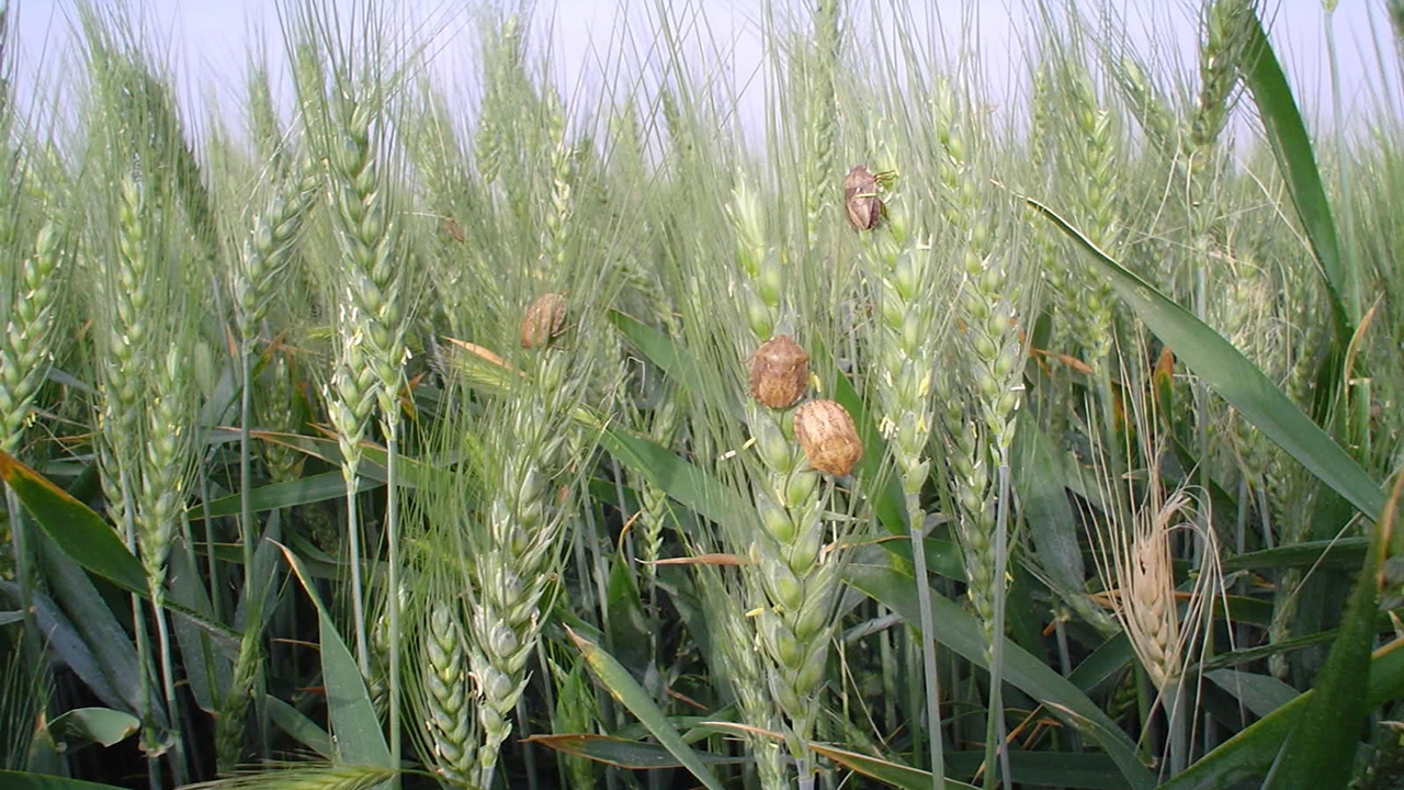 برگزاری کلاس آموزشی مبارزه با آفت سن در مهاباد