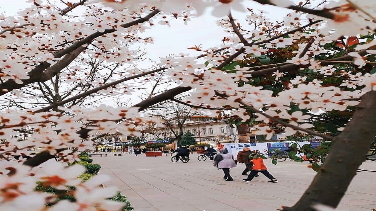 زمستان در رشت جای خودش را به بهار داد/ رویش زود هنگام شکوفه‌های بهاری + فیلم