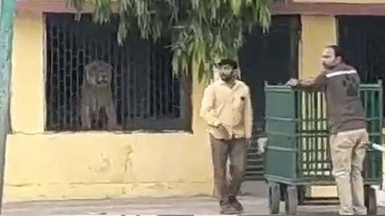 لحظه وحشتناک ورود شیر به داخل هتل!