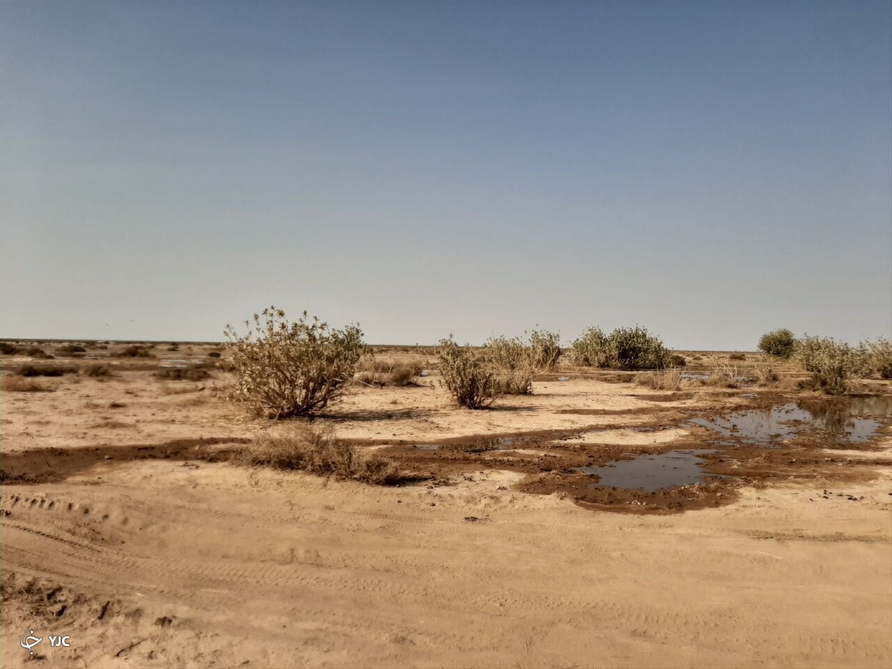 جدال مرگ و زندگی در جازموریان جدال مرگ و زندگی در جازموریان
