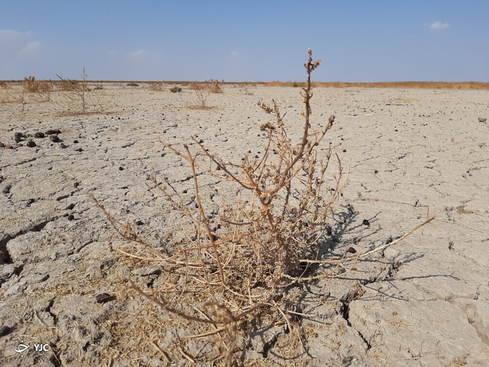 جدال مرگ و زندگی در جازموریان جدال مرگ و زندگی در جازموریان