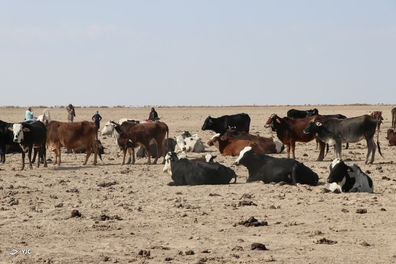 جدال مرگ و زندگی در جازموریان جدال مرگ و زندگی در جازموریان