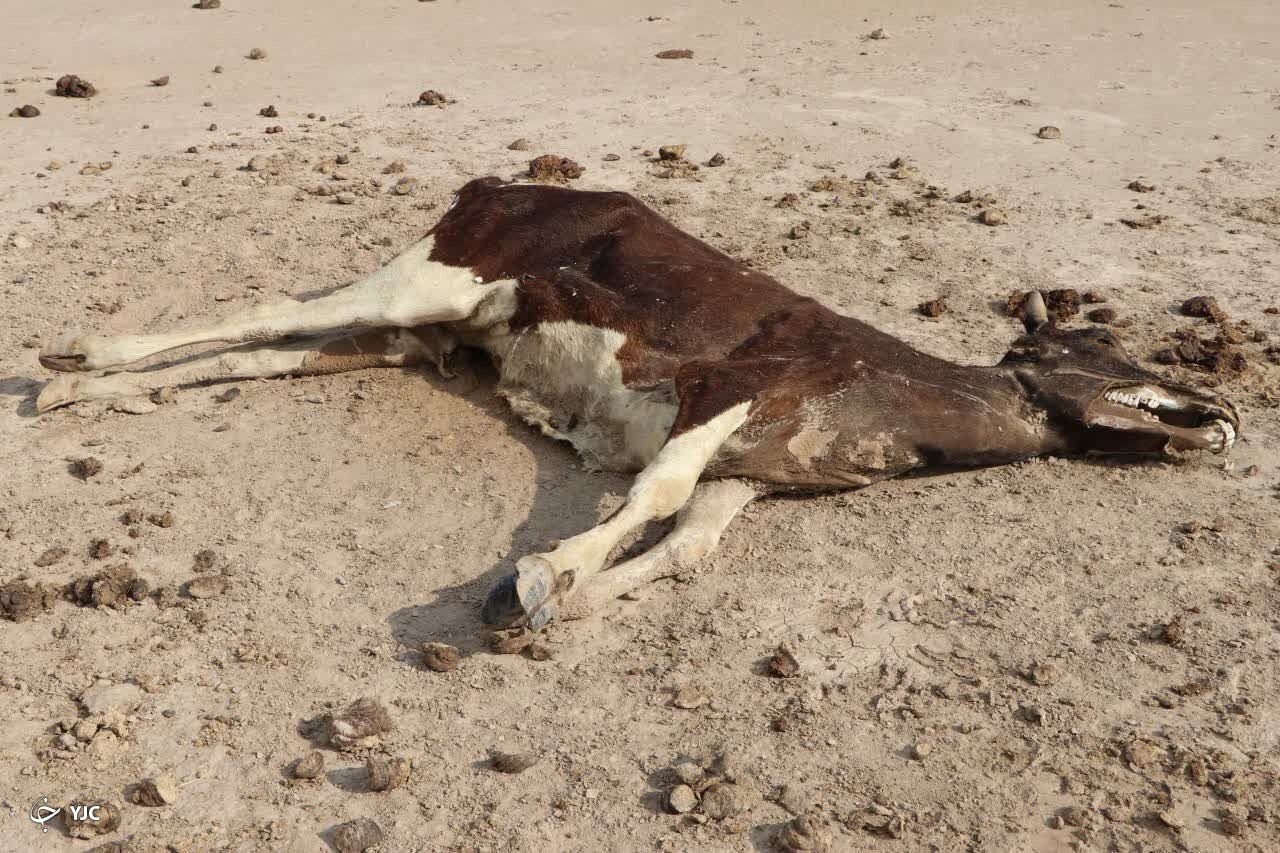 جدال مرگ و زندگی در جازموریان جدال مرگ و زندگی در جازموریان
